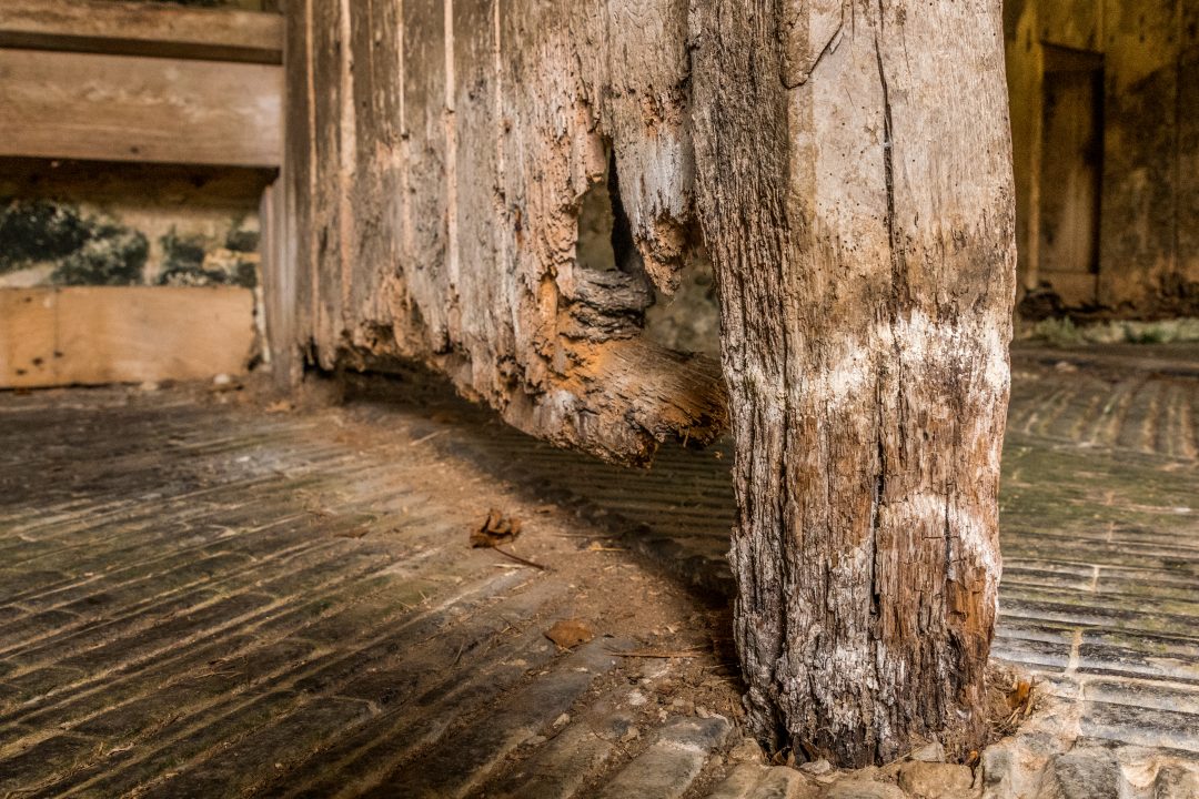 What is Wet Rot? Abbots Damp Proofing Specialist Bournemouth & Poole